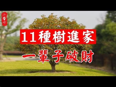 桂花風水|桂花風水：化煞旺財妙法